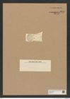 Diatomeae indet. Zeichnungen Sammlung Grunow Nr. 8228 (NHMW-BOT-W0377617)
